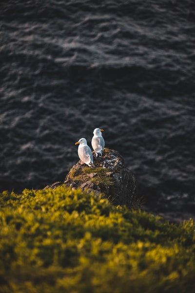 The white birds on the limestone
